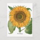 Suche nach barock postkarten Blume