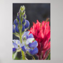 Suche nach arches poster Wildblume
