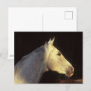 Suche nach thoroughbred postkarten Rasse