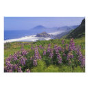 Suche nach rau poster Blume