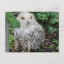 Suche nach owls postkarten Schnee