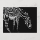 Suche nach zebra streifen postkarten Fotografie
