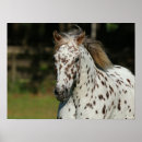 Suche nach spott poster Pferd