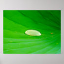 Suche nach lily pad poster Grün