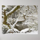 Suche nach acer poster Palmatum