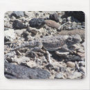 Suche nach hornig Reptil