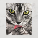 Suche nach portrait flyer Katze