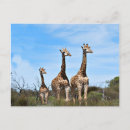 Suche nach bergspitze postkarten Wildtiere