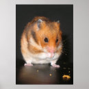 Suche nach der hamster poster Haustiere