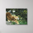 Suche nach wilder löwe leinwandbilder Große katze