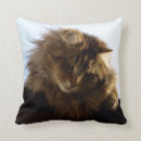 Suche nach maine coon kissen Tiere