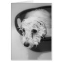 Suche nach maltipoo postkarten Welpe