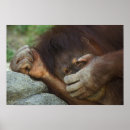 Suche nach orangutan poster Tierwelt