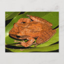 Suche nach froschliebhaber postkarten Amphibisch