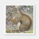 Suche nach squirrel magnete Für alle
