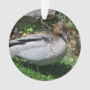 Suche nach gefieder ornamente Natur
