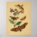 Suche nach vintage butterfly poster Illustration