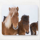 Suche nach isländisches pferd mousepads Schnee