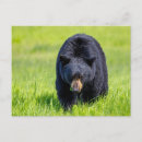 Suche nach bar horizontale postkarten Bär