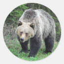 Suche nach alaska bär aufkleber Grizzlybär