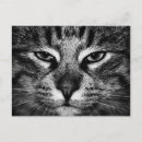 Suche nach waldkatze Wildkatze
