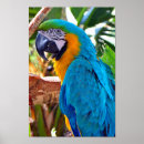 Suche nach blaue vögel poster Tropisch