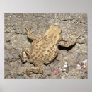 Suche nach kröte poster Natur
