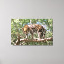 Suche nach amazonas leinwandbilder Tier