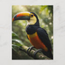 Suche nach exotische vögel postkarten Toukan