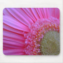 Suche nach rosa gerbera mousepads Natur