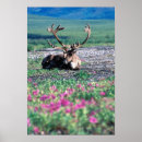 Suche nach denali nationalpark poster Tier
