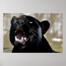 Suche nach black panther poster Wild