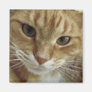 Suche nach orange katzen magnete Niedlich