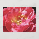 Suche nach rosa pony postkarten Blume