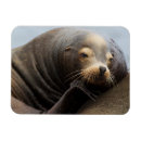 Suche nach seelöwe magnete Staat