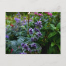 Suche nach dublin postkarten Blume