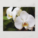 Suche nach phalaenopsis postkarten Blume