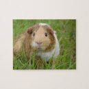 Suche nach pig puzzle Guinea