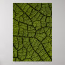 Suche nach venen poster Textur