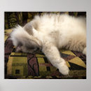 Suche nach schlafend poster Katze