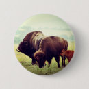 Suche nach amerikanischer bison buttons Tier