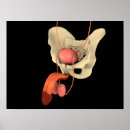 Suche nach reproduktionssystem poster Prostata