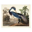 Suche nach john james audubon poster Vogel