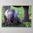 Suche nach afrikanische elefanten poster Druck