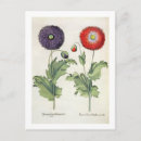 Suche nach papaver postkarten Blume