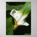 Suche nach calla lily poster Botanisch
