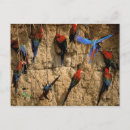 Suche nach südamerika postkarten South america