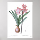 Suche nach amaryllis poster Vintag