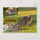 Suche nach baby känguru postkarten Wallaby