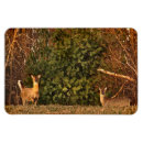 Suche nach whitetail magnete Rotwild